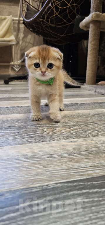 Кошки в Балашихе: Золотой пирожок Мальчик, 50 000 руб. - фото 2