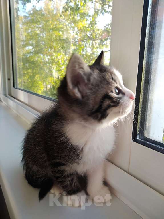 Кошки в Санкт-Петербурге: Котенок девочка Девочка, Бесплатно - фото 6