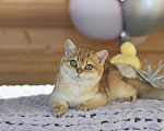 Кошки в Владивостоке: Золотая британская девочка Девочка, 50 000 руб. - фото 5
