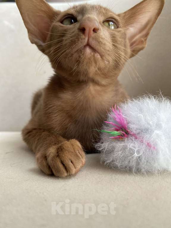 Кошки в Анапе: Ориентальный котик Мальчик, 70 000 руб. - фото 3