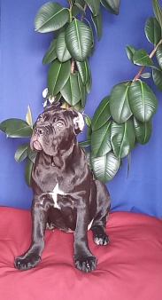 продается прекрасная малышка кане корсо