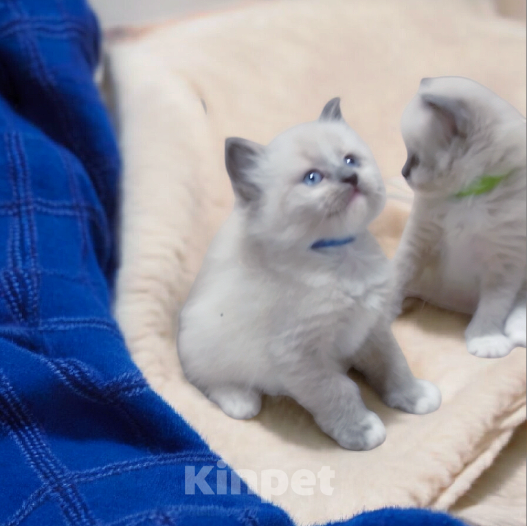 Кошки в Москве: Шикарный котенок от роскошных привозных родителей  Мальчик, 80 000 руб. - фото 1