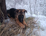 Собаки в Раменском: Флора Девочка, 500 руб. - фото 1