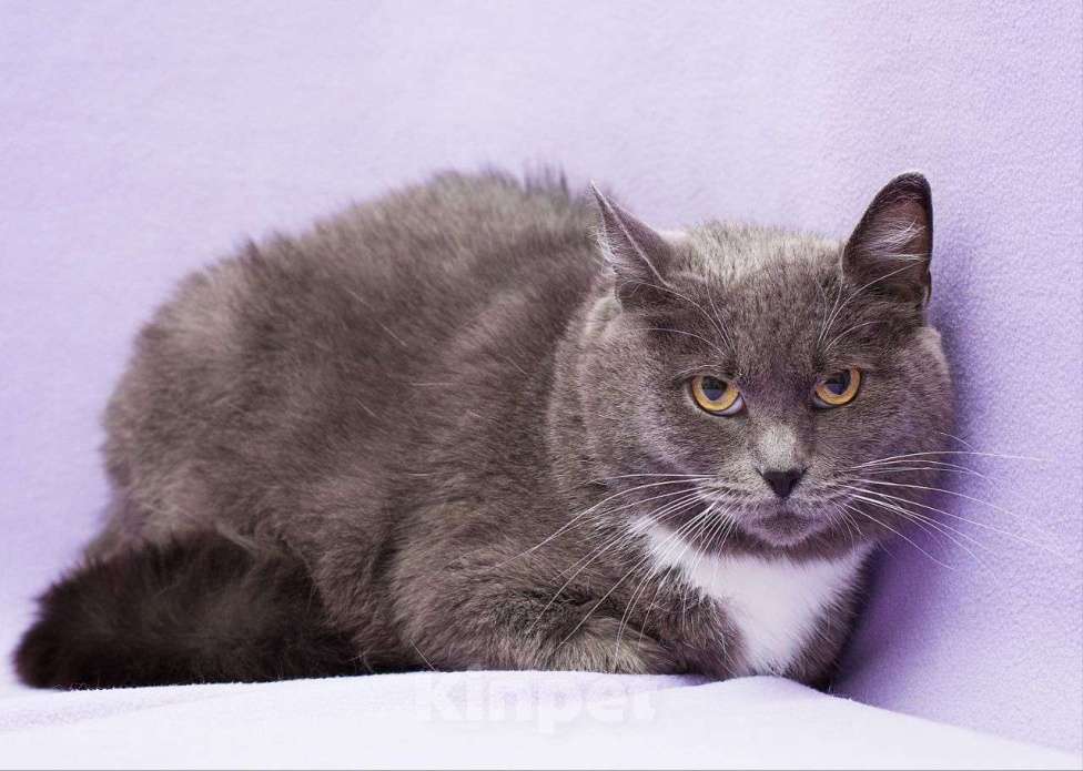 Кошки в Москве: Экима живет в клетке, но мечтает о доме и любящей семье Девочка, Бесплатно - фото 2