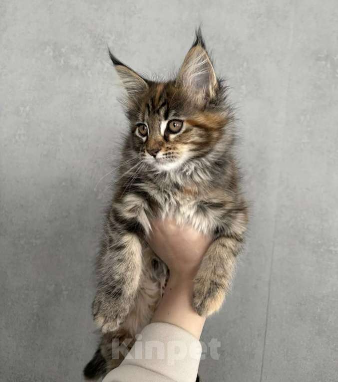 Кошки в Оренбурге: Продам Девочка, 20 000 руб. - фото 3