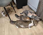 Кошки в Электростали: Отдам в хорошие руки котят девочек Девочка, 100 руб. - фото 6
