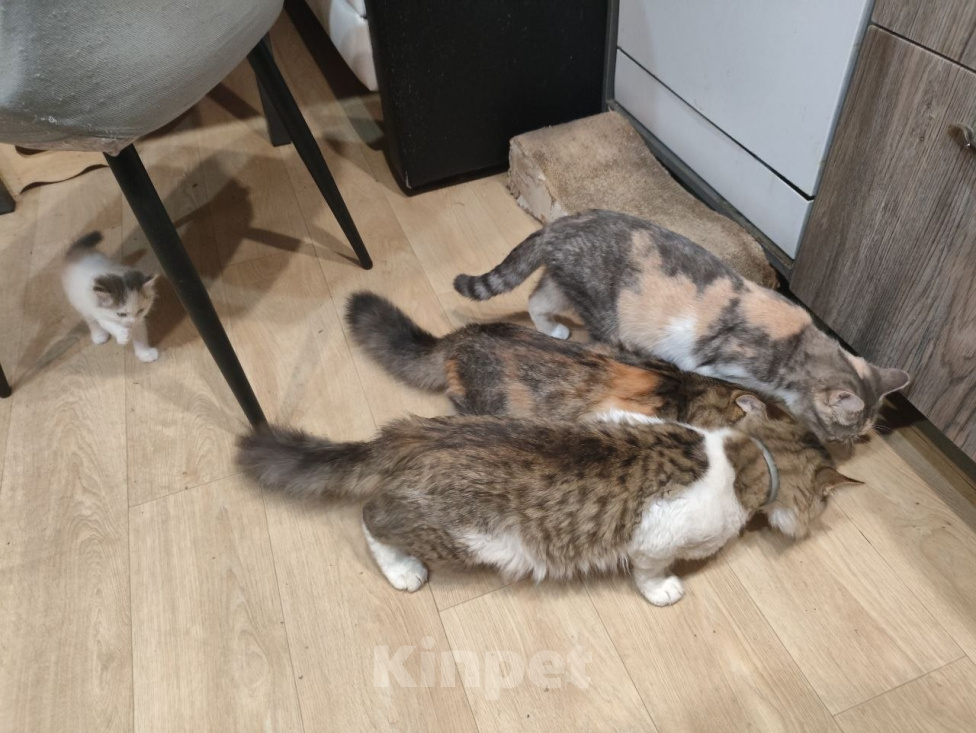 Кошки в Электростали: Отдам в хорошие руки котят девочек Девочка, 100 руб. - фото 6