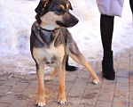 Собаки в Рязани: Небольшая домашняя собачка в добрые руки  Девочка, Бесплатно - фото 1