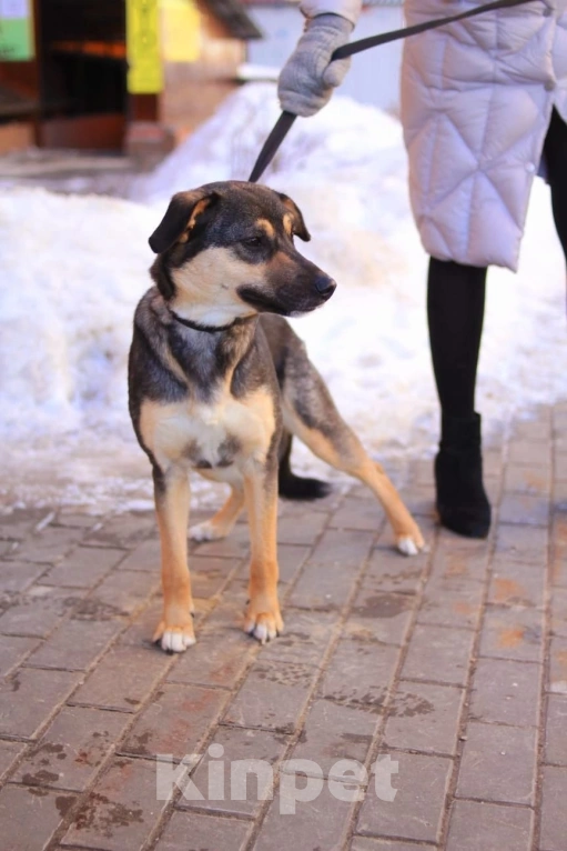 Собаки в Рязани: Небольшая домашняя собачка в добрые руки  Девочка, Бесплатно - фото 1