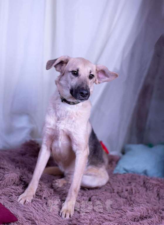 Собаки в других городах Московской области: Мальчик Бруно Мальчик, Бесплатно - фото 4