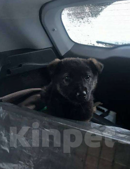 Собаки в Сертолово: Щенки ищут добрые и заботливые ручки Мальчик, Бесплатно - фото 1