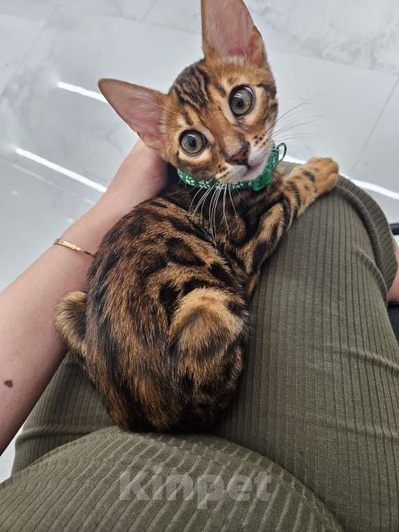 Кошки в Симферополе: Лев Мальчик, 25 000 руб. - фото 3