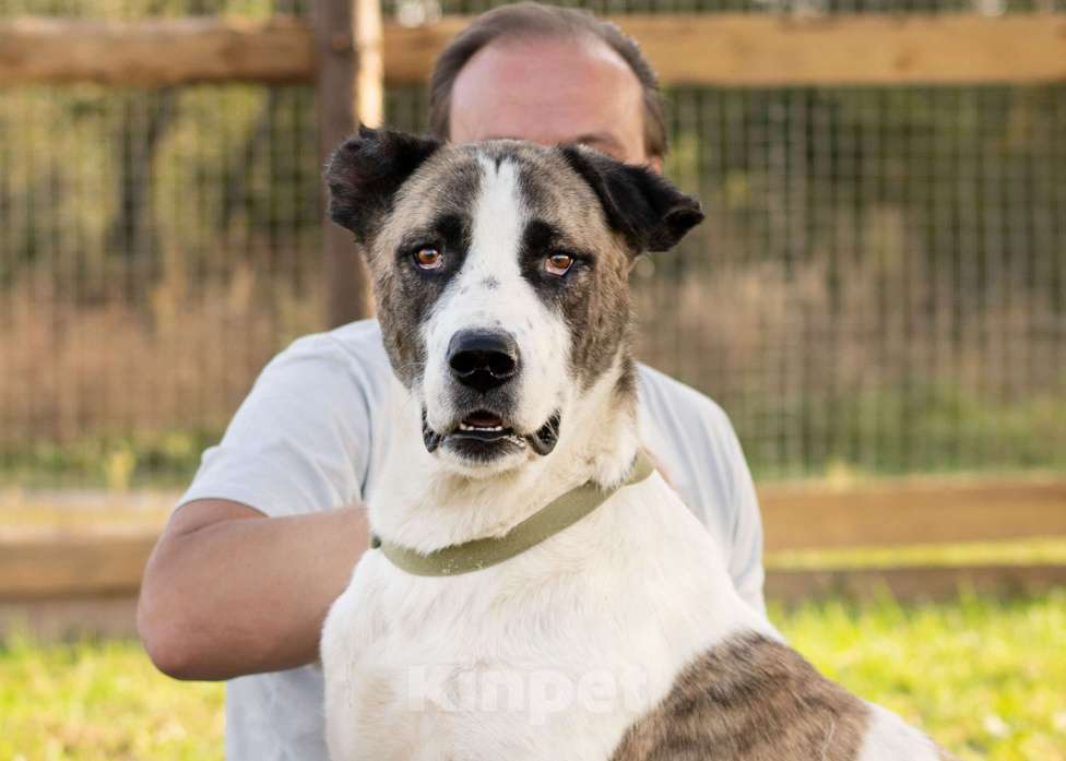 Собаки в Москве: Супер-ласковый парень в добрые руки! Мальчик, Бесплатно - фото 5