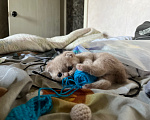 Кошки в других городах Саратовской области: Продам СРОЧНО! Очаровательные метисы экзот-британцы Мальчик, 170 000 руб. - фото 2