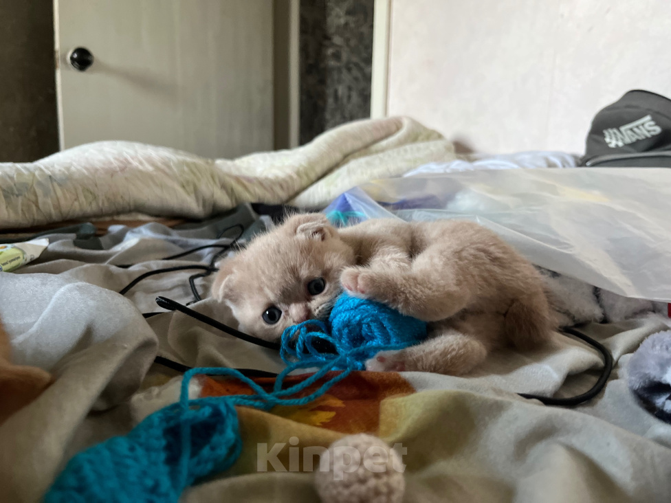 Кошки в других городах Саратовской области: Продам СРОЧНО! Очаровательные метисы экзот-британцы Мальчик, 170 000 руб. - фото 2