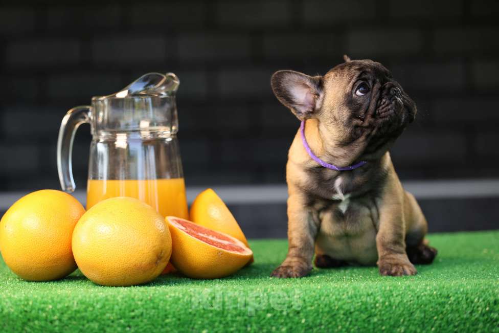 Собаки в Москве: Щенок французского бульдога Мальчик, 50 000 руб. - фото 3