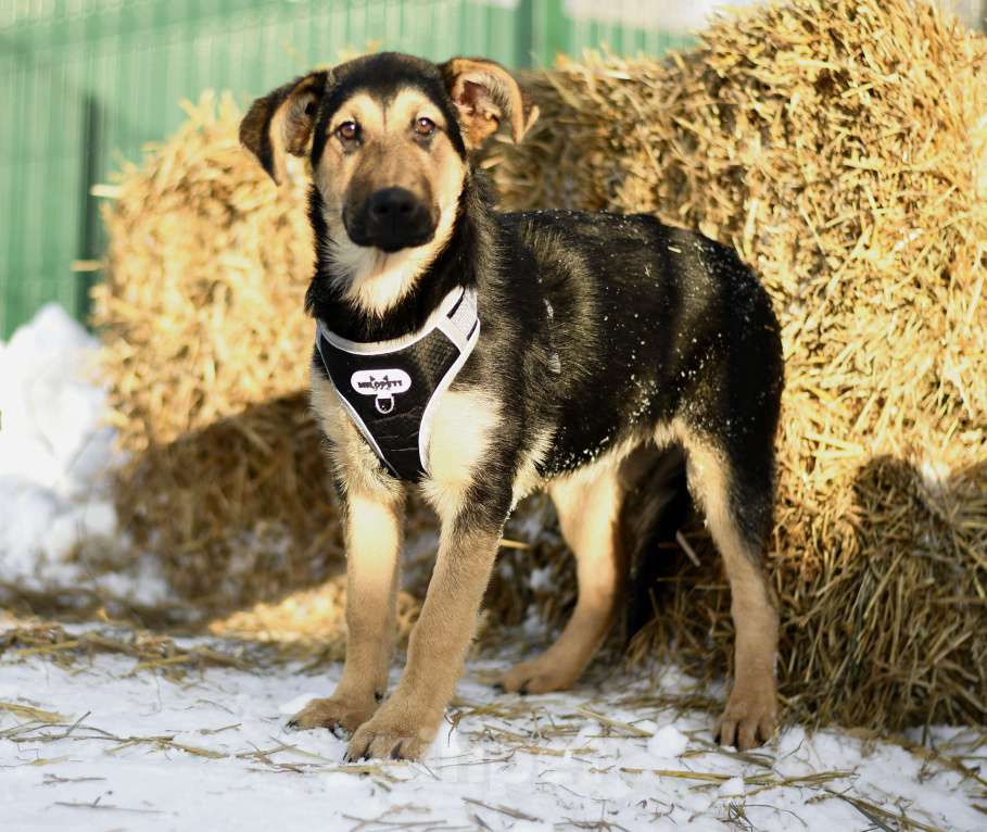 Собаки в Москве: щенок Чупа в добрые руки Девочка, Бесплатно - фото 4