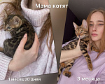 Кошки в Калининграде: Бенгальские котята Мальчик, 30 000 руб. - фото 2