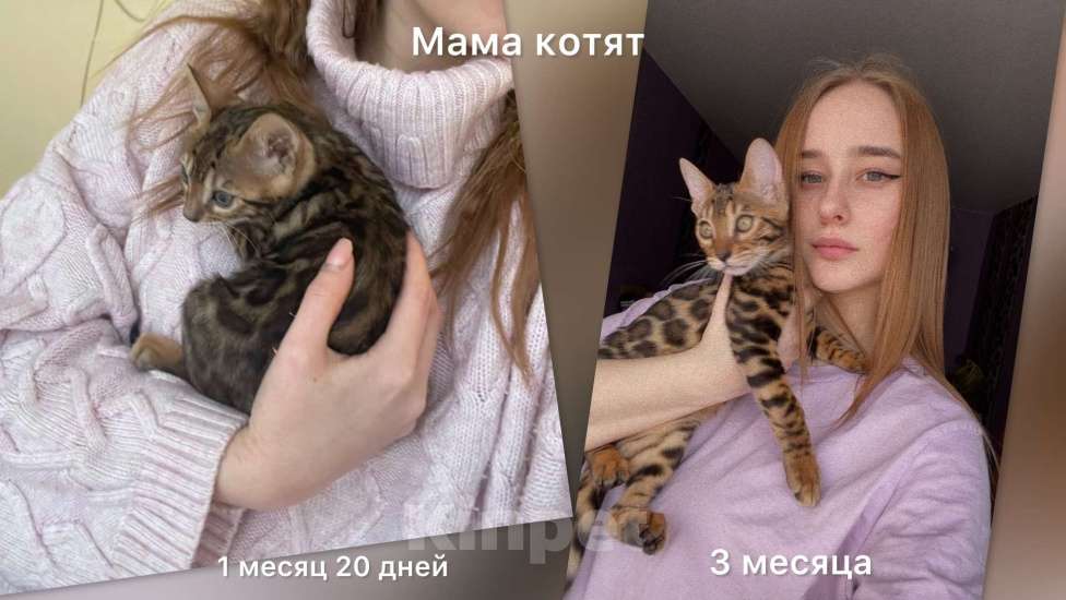 Кошки в Калининграде: Бенгальские котята Мальчик, 30 000 руб. - фото 2