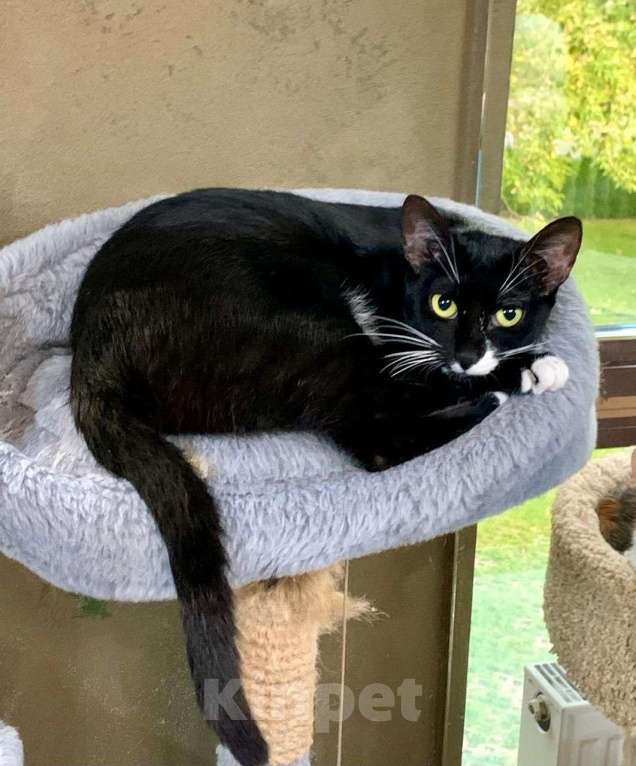 Кошки в Москве: Черно-белая кошечка ждет каждый день с надеждой, что ее заметят.. Девочка, Бесплатно - фото 5