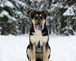 Собаки в Москве: щенок Ника ищет семью Девочка, Бесплатно - фото 5
