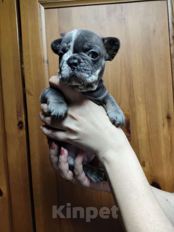 Собаки в других городах Алтайского края: Щенки продаются мальчики и девочки Мальчик, 35 000 руб. - фото 4