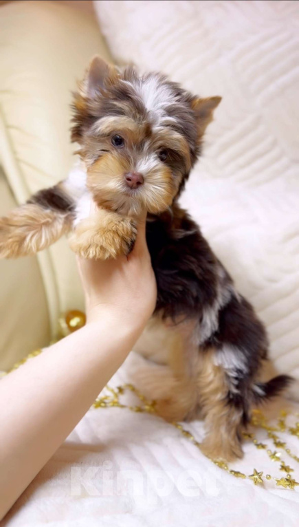 Собаки в Москве: Эксклюзивный мальчик красавчик Мальчик, Бесплатно - фото 3