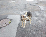 Собаки в Санкт-Петербурге: Нашлась очень милая собачка  Девочка, Бесплатно - фото 2