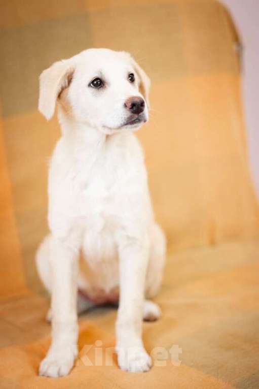 Собаки в Москве: Щенки от аусси и лабрадора в добрые руки Девочка, Бесплатно - фото 8