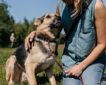 Собаки в Химках: Умный пес Мальчик, Бесплатно - фото 2