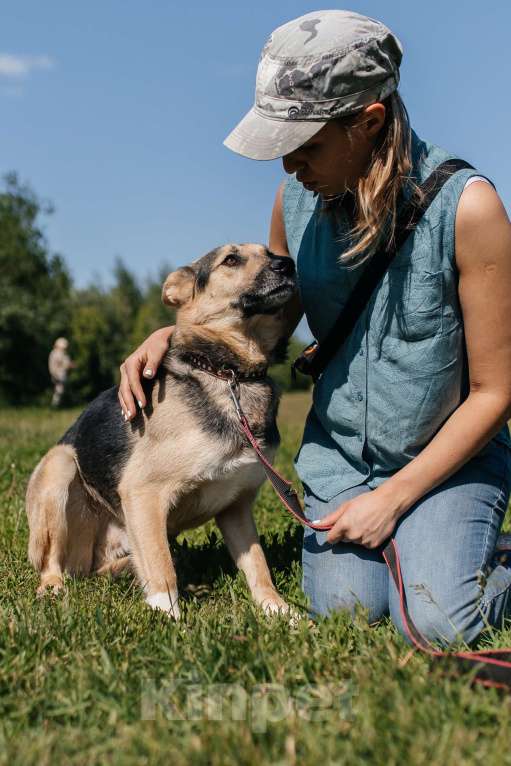 Собаки в Химках: Умный пес Мальчик, Бесплатно - фото 2