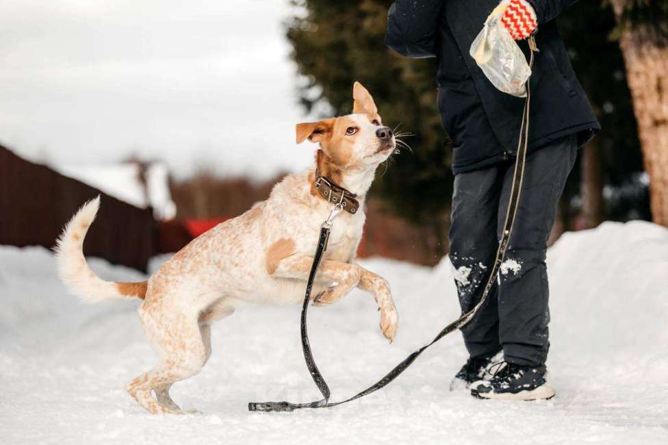 Собаки в других городах Московской области: Привет, я Сильвестр :) Мальчик, Бесплатно - фото 10