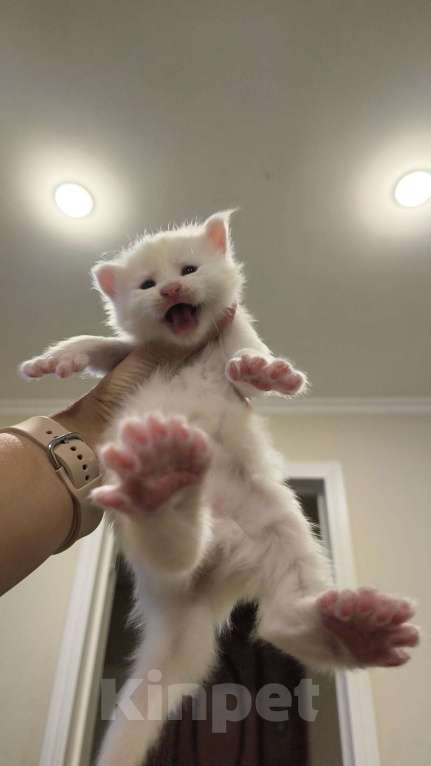 Кошки в Краснодаре: Мейн-кун полидак Мальчик, Бесплатно - фото 3