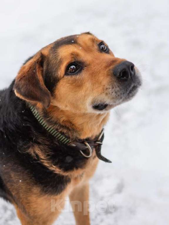 Собаки в Москве: Рона спасли от голодной смерти Мальчик, Бесплатно - фото 4