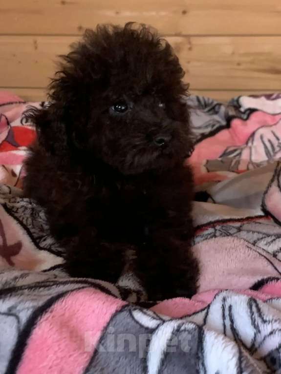 Собаки в Темрюке: Девочки и мальчики Девочка, 30 000 руб. - фото 4