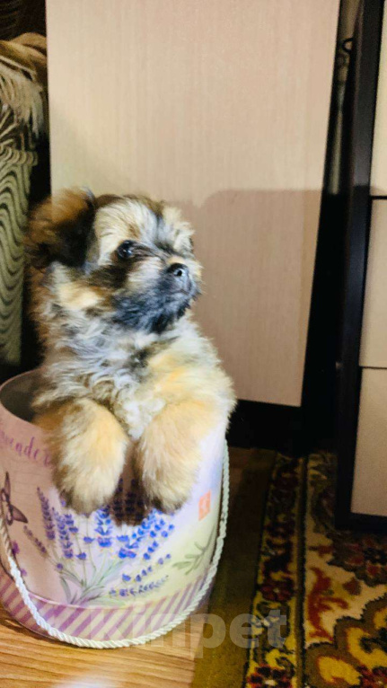 Собаки в Грязи: Щенок шпиц-мальтипу Мальчик, 40 000 руб. - фото 3