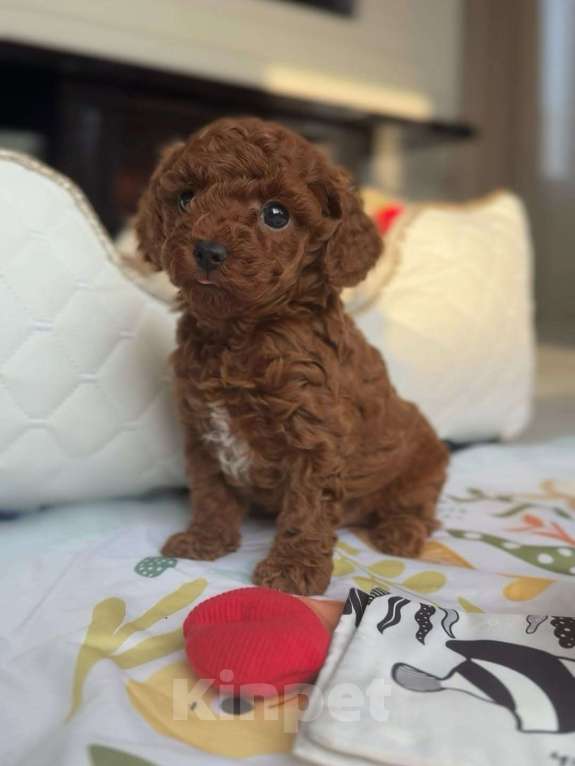 Собаки в Красноярске: Той-пудель, щенок Мальчик, 150 000 руб. - фото 6