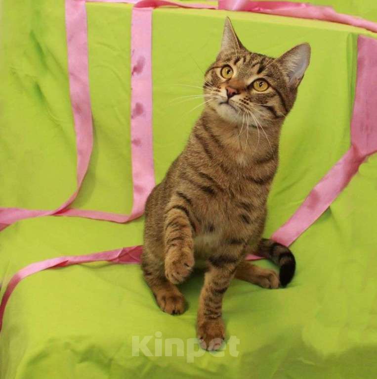 Кошки в Москве: Сима — сладкий пряник. Молодая кошечка в добрые руки. Девочка, Бесплатно - фото 6