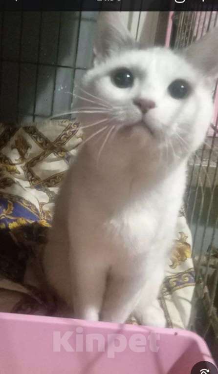 Кошки в Москве: Белый кот с серой “шапочке” Мальчик, Бесплатно - фото 4