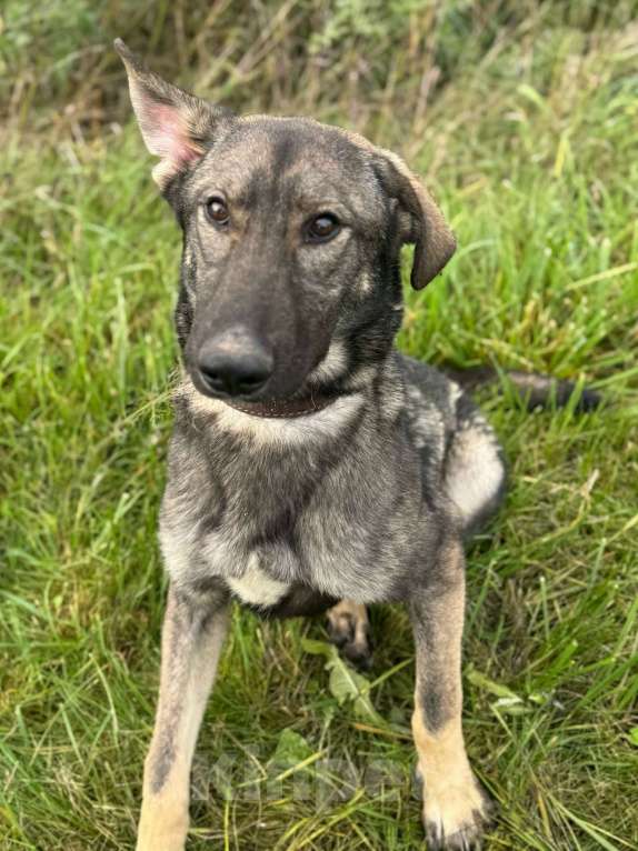 Собаки в Санкт-Петербурге: Молодой добрый и веселый пёс ищет дом Мальчик, Бесплатно - фото 2