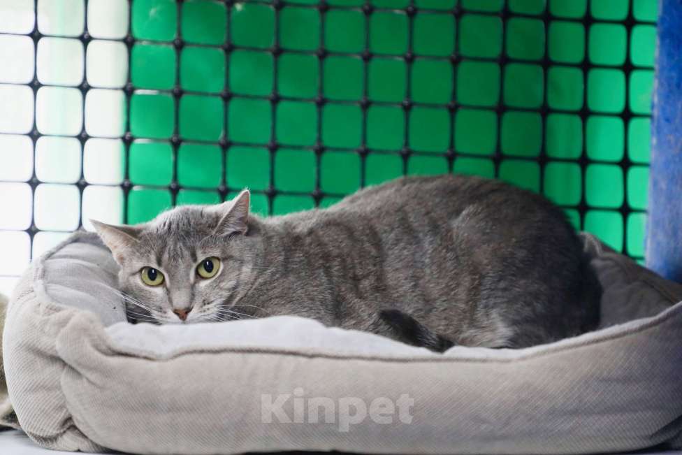 Кошки в Москве: Кошка-невидимка Есения в добрые руки Девочка, Бесплатно - фото 6