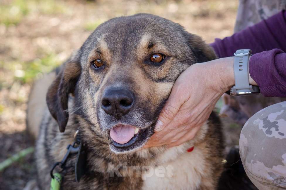 Собаки в Москве: Собака-компаньон в поисках семьи Мальчик, Бесплатно - фото 4