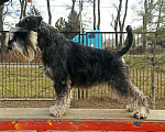 Собаки в Таганроге: Цвергшнауцер вязка окрас чёрный с серебром Мальчик, 15 руб. - фото 1