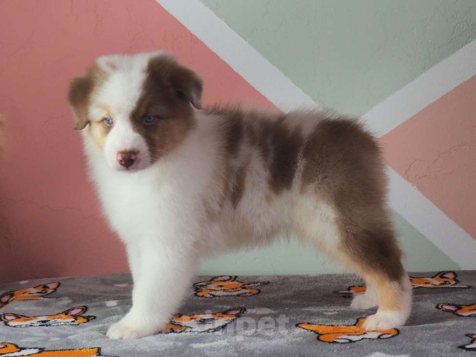 Собаки в Липецке: Австралийская овчарка Мальчик, 100 000 руб. - фото 6