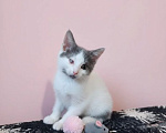 Кошки в Москве: Ищут дом и добрые ручки особенные котята Мальчик, Бесплатно - фото 6