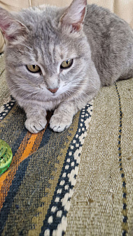 Кошечка Плюшечка ищет дом