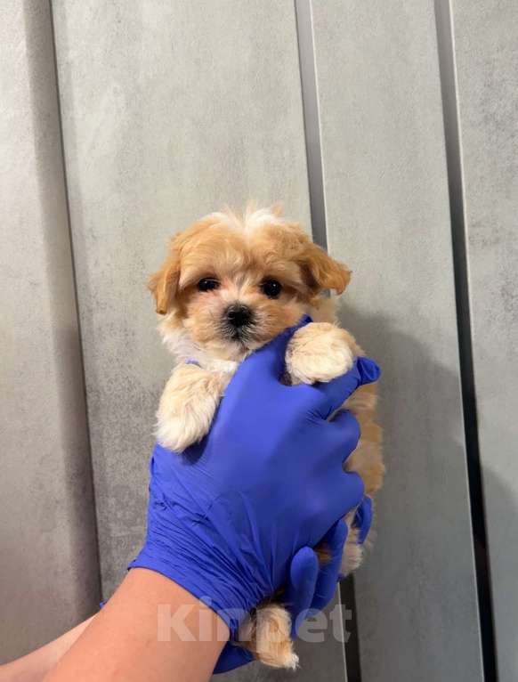 Собаки в Казани: Мальтипу F1  Девочка, Бесплатно - фото 2