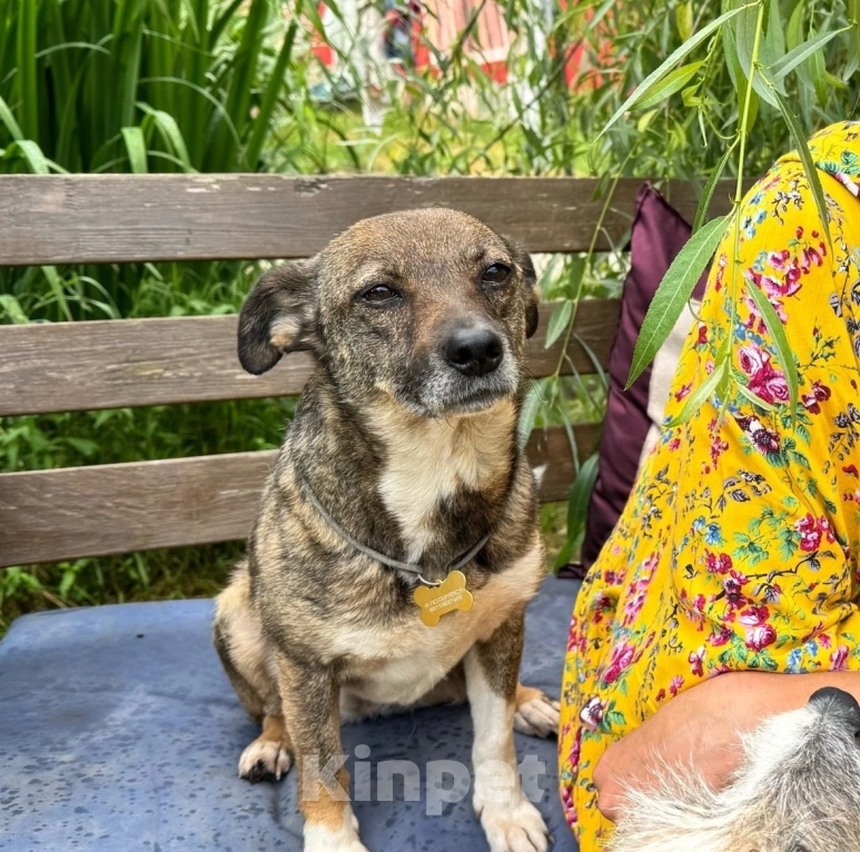 Собаки в Санкт-Петербурге: Собака в добрые руки Девочка, Бесплатно - фото 2