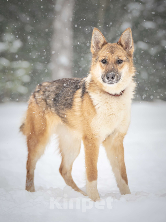 Собаки в Клине: Кешью — трепетная девочка скучает в приюте без своего человека Девочка, Бесплатно - фото 9