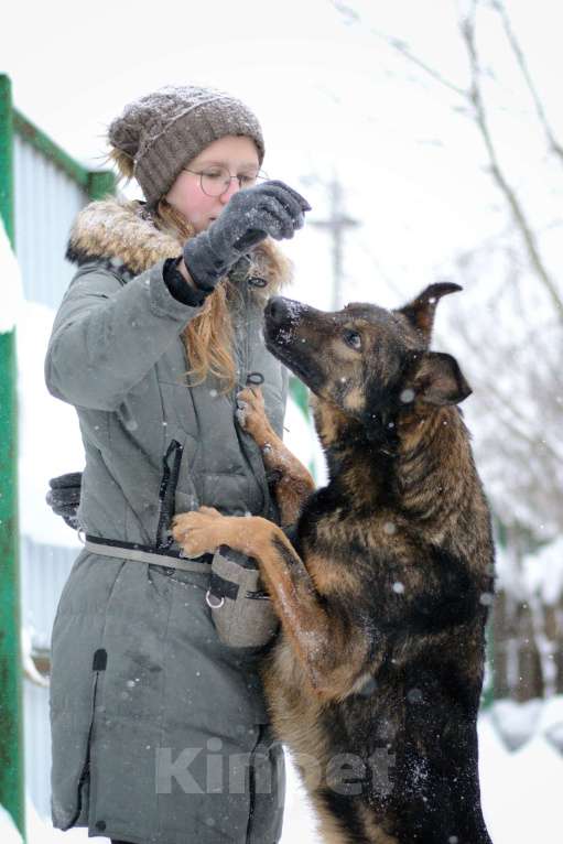 Собаки в Москве: Алтай Мальчик, Бесплатно - фото 4